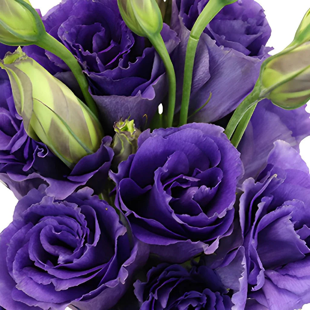 Purple Lisianthus Flower Seeds for Planting - Heirloom, NON-GMO Seeds - Beautiful Garden Blooms for planting in home garden